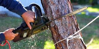 Tree and Shrub Care in Twain Harte, CA